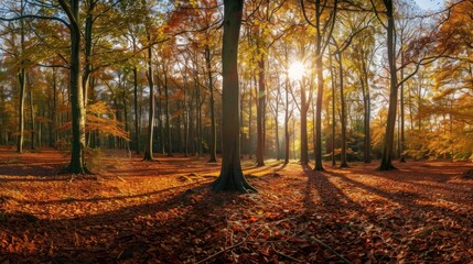 Wall Mural - Golden Autumn Forest