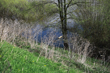 Canvas Print - Springtime Nature with Tree by the River and Lush Greenery