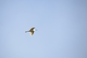 Great egret (Ardea alba) flying in the blue sky. Bird, animal idea concept. Ornithology.