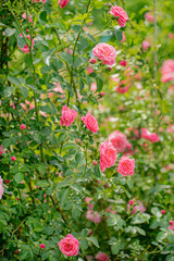 Sticker - nice roses in the garden