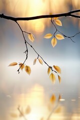 Poster - Golden Leaves Reflecting in the Morning Mist