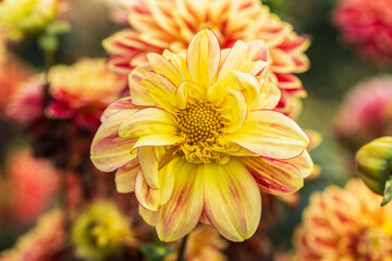 Wall Mural - Close up of a red and yellow dahlia flower in bloom.