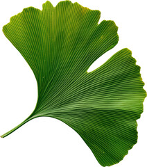 Green ginkgo leaf