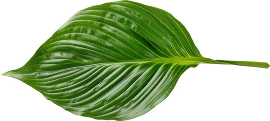 Poster - Green leaf 