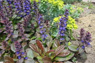 Florescence of Ajuga reptans in mid May