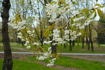 Wall Mural - Buds and white flowers of sweet cherry tree in April