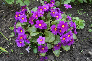 Many purple flowers of Prímula juliae in April