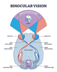 Binocular vision type explanation with anatomical nerve pathway outline diagram, transparent background. Labeled educational optic view principle with occipital lobe, brains.