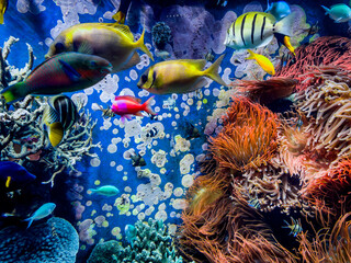 Underwater scene.  Colorful and vibrant aquarium life