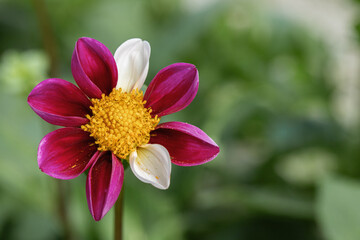 Wall Mural - single flowered dahlia with dark-pink and two white petals. copyspace. dahlia classification group o