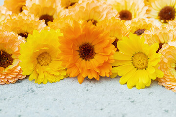 Wall Mural - mix of colorful pot-marigold blossoms on a grey concrete surface. space for your text.
