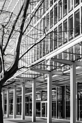 Poster - A black and white photograph of a tree standing tall in front of a building, perfect for use in architectural or cityscape designs