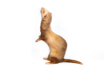 Wall Mural - Ferret on a white background is insulated. Light color of the pet. Ermine, weasel, marten.