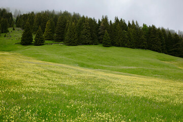 lush landscape of green rolling hills with a patch of bright yellow blossoms under a cloudy. scenic 