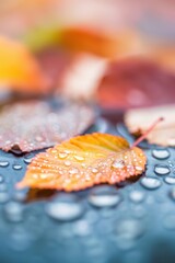 Sticker - Autumn Leaf with Water Drops