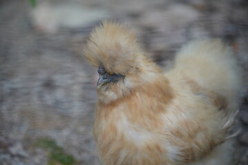 Wall Mural - The Silky Fowl, commonly known as the Silkie chicken, is a unique and popular breed of chicken known for its distinctive appearance and friendly temperament.|烏骨雞