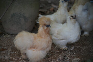 Wall Mural - The Silky Fowl, commonly known as the Silkie chicken, is a unique and popular breed of chicken known for its distinctive appearance and friendly temperament.|烏骨雞