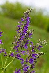 Wall Mural - Salvia pratensis, the meadow clary or meadow sage, is a species of flowering plant in the family Lamiaceae, native to Europe, western Asia and northern Africa