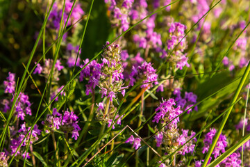 Wall Mural - Blossoming fragrant Thymus serpyllum, Breckland wild thyme, creeping thyme, or elfin thyme close-up, macro photo. Beautiful food and medicinal plant in the field in the sunny day