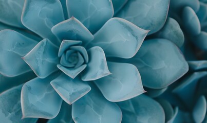 Wall Mural - Minimalist close-up of a vibrant Echeveria Sunset succulent, Generative AI