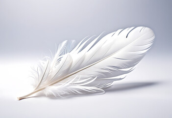 white feather white background high resolution high details vibrant