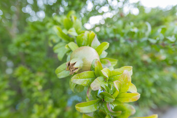 Wall Mural - Unripe Pomegranate Fruits Hanging From A Branch, Green And Smooth, Surrounded By Lush Leaves, Early Growth Stage