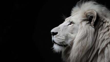 Wall Mural - a lion with a white mane and a black background. the lion is looking at the camera