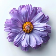 Wall Mural - purple aster isolated on white background with shadow. aster flower top view