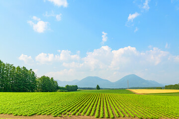 Canvas Print - 北海道 十勝の広大な農場
