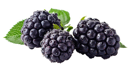 ripe blackberries with green leaves isolated on white background. the blackberries are covered in de