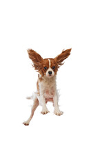 Canvas Print - Vertical image of little, playful purebred dog, Cavalier King Charles Spaniel in mid-air, flying, jumping isolated on white background. Concept of pets, care, vet, domestic animals