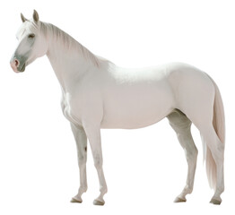 Sticker - PNG Stallion animal mammal horse.