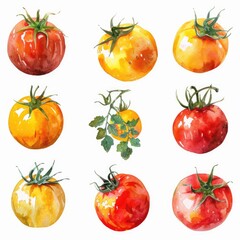 Wall Mural - Hand Drawn Watercolor Tomatoes Collection. Illustration of Ripe Red and Yellow Cherry Tomatoes on White Background