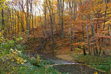 Sticker -  golden autumn in the forest. Landscape with a river in an autumn forest