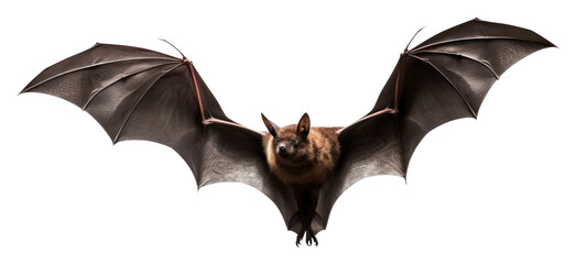 Poster - Bat flying wildlife animal mammal.