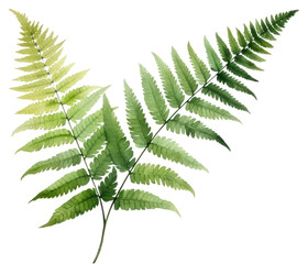 Wall Mural - PNG Plant fern leaf freshness.