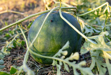 Poster - Watermelon grows on the ground in the garden