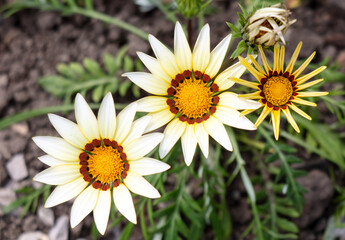 Canvas Print - Chamomile flowers in nature. Close-up