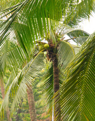 Poster - Green branches of a palm tree in nature