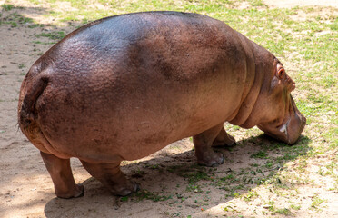 Canvas Print - Portrait of a hippopotamus in the zoo