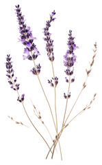 Poster - PNG  Real Pressed a lavender flower blossom plant.