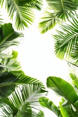 Wall Mural - Tropical Palm Leaves Background