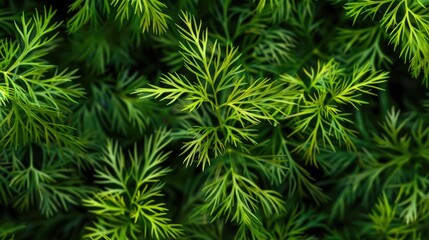 Green dill leaf background