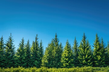 Wall Mural - A row of trees with a blue sky in the background. The trees are tall and green, and the sky is clear and bright. Concept of peace and tranquility, as the trees stand tall and proud