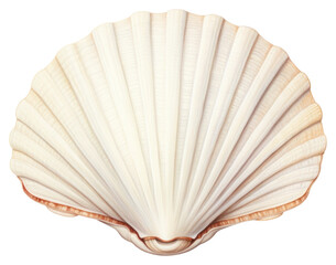 Sticker - PNG Sea shell seashell clam white background.