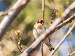 Wall Mural - Detailed photo of an european goldfinch between branches