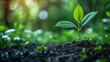© Chubby Studio - A small green plant is growing in the dirt