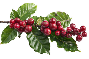 Wall Mural - Close-up of Fresh Red Coffee Cherries on a Branch with Green Leaves