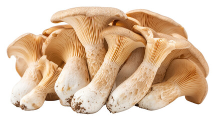 Close-up on a Cluster of Fresh Oyster Mushrooms Displaying Earthy Colors and Textures