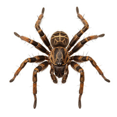 Wall Mural - spider isolated on transparent background cutout